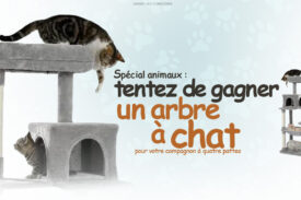 echantillon gratuit jeu pour chat, échantillon gratuit jeu pour chat, jeu concours gratuit arbre à chat, jeux concours gratuits arbre à chat,